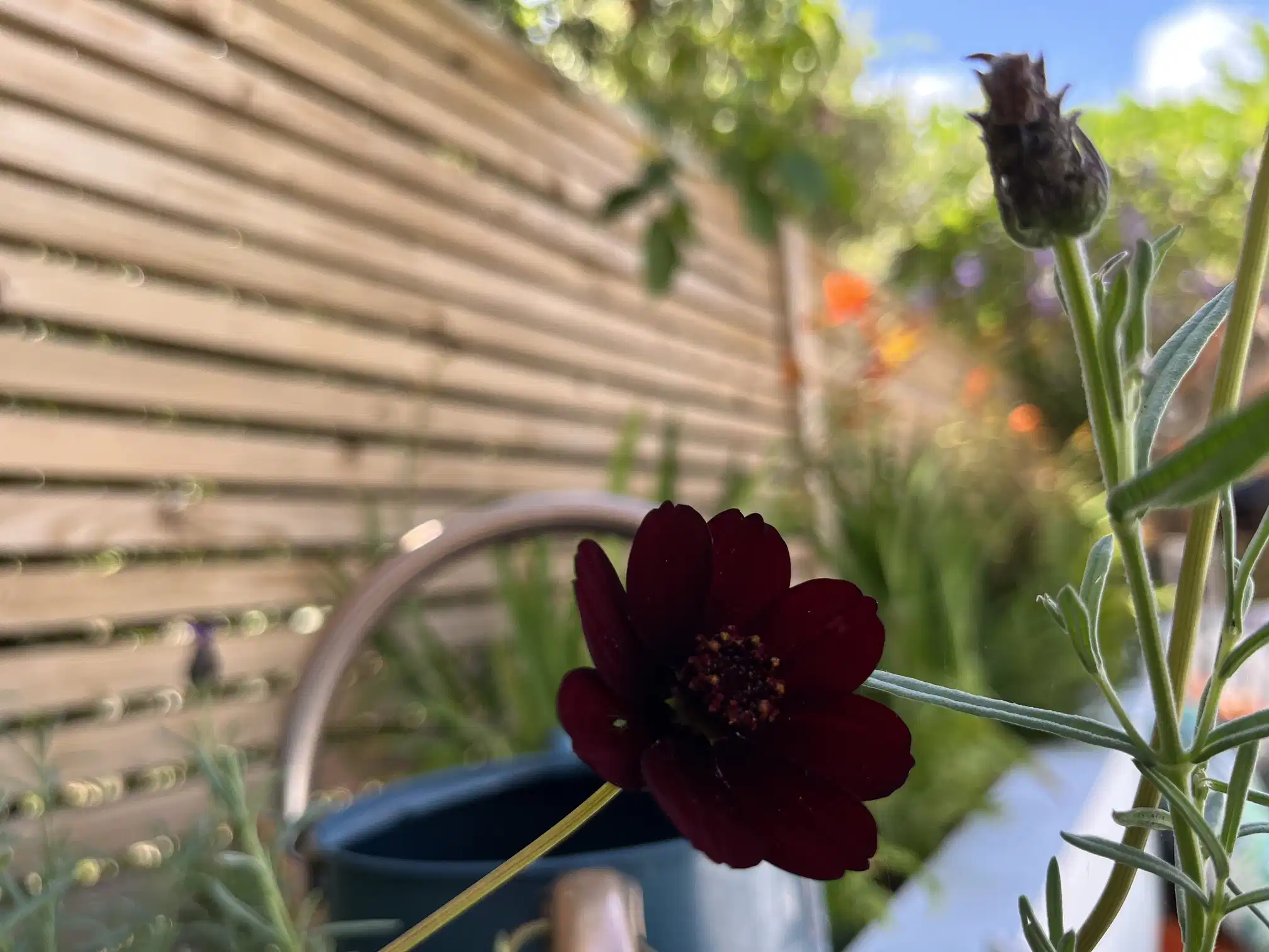 High-end landscaping with planting and paving