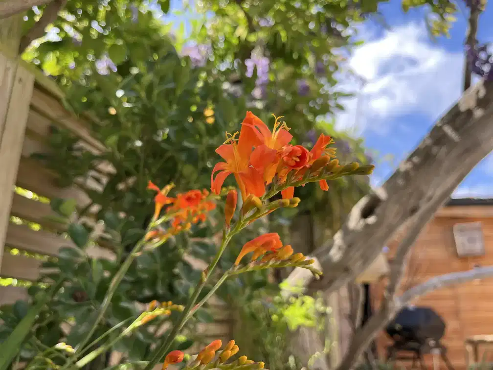 Completed garden design in Bristol UK