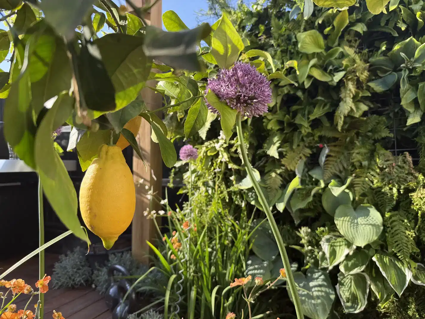 Landscape lighting and planting detail