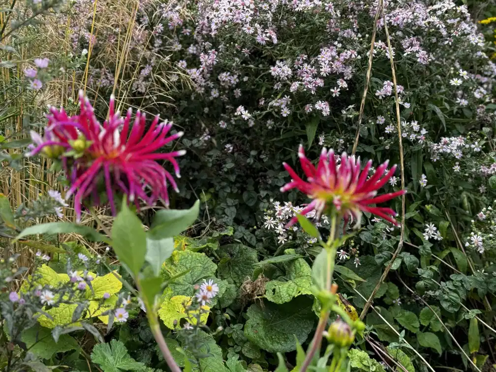 Garden design visualisation by Bristol garden designers