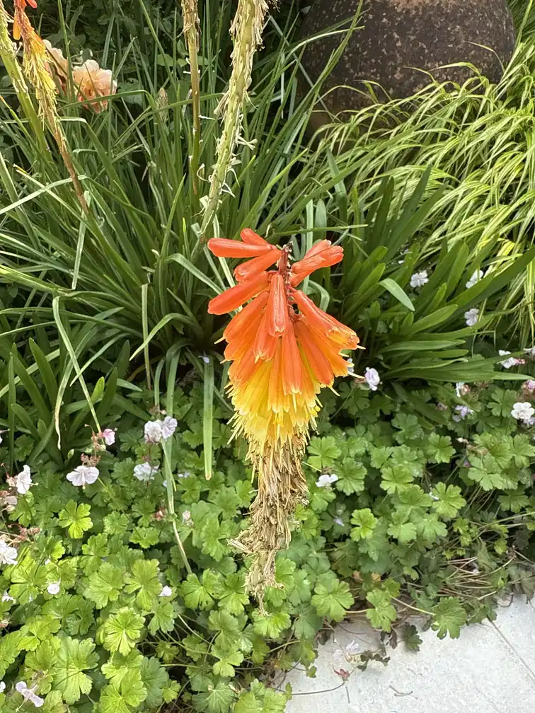 Contemporary patio and garden layout